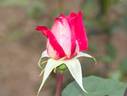 Kurama rose photo