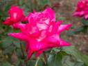 Kurama rose photo