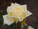Kinkaku rose photo