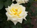 Kinkaku rose photo