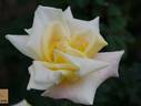 Miyabi rose photo