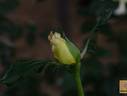 Miyabi rose photo