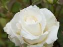 Kaguya-Fuji rose photo