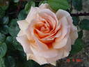 Indian Summer rose photo