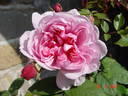 Sister Elizabeth rose photo