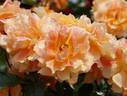 Manyo rose photo