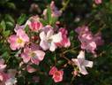 Harunoumi rose photo