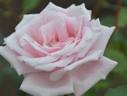 Shunpo rose photo