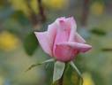Shunpo rose photo