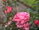 Shunpo rose photo