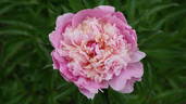 Duchesse d'Orleans peony photo