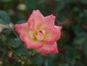 Little Woman rose photo