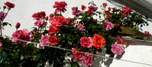 Soraya, Cl. ® rose photo
