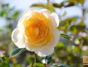 Lemon rose photo