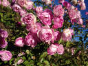 Sven rose photo