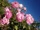 Sven rose photo