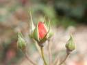 Park Royal rose photo