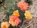 Park Royal rose photo