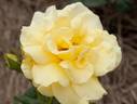 Norwich Union rose photo