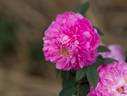 Duhamel Dumonceau rose photo