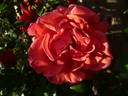 Soraya, Cl. ® rose photo