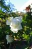 Niphetos rose photo