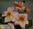Bloomfield Discovery rose photo