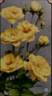 Bloomfield Fascination rose photo