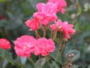 Cameo rose photo
