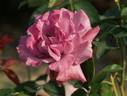 Purple Rain rose photo