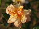 Copper Pot rose photo