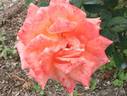 Tsurumi '90 rose photo