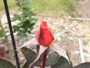 Tsurumi '90 rose photo