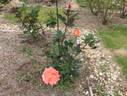 Tsurumi '90 rose photo