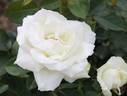 Masayuki rose photo