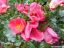 Bambino rose photo