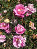 Dominie Sampson rose photo