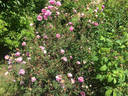 Dominie Sampson rose photo