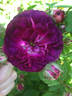 John Grou rose photo