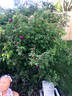John Grou rose photo