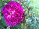 John Grou rose photo
