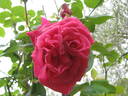 Gladiator rose photo