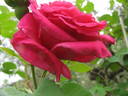Gladiator rose photo