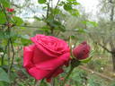 Gladiator rose photo