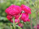 Bengale Rouge rose photo