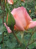 Superba rose photo