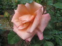 Superba rose photo