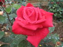 Aïda rose photo