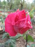 Gloriosa rose photo