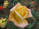 Cristoforo Colombo rose photo